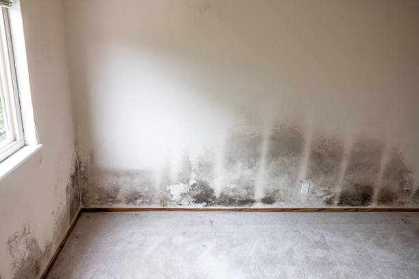 Best Mold Remediation for Healthcare Facilities  in Watertown Town, MA